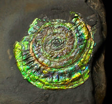 Load image into Gallery viewer, Bright green iridescent Caloceras display ammonite (44mm)
