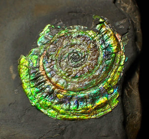 Bright green iridescent Caloceras display ammonite (44mm)