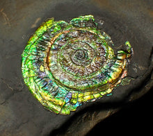 Load image into Gallery viewer, Bright green iridescent Caloceras display ammonite (44mm)
