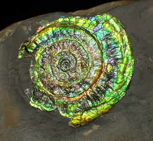 Bright green iridescent Caloceras display ammonite (44mm)