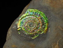 Load image into Gallery viewer, Bright green iridescent Caloceras display ammonite (44mm)
