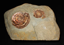 Load image into Gallery viewer, Large iridescent multi-Psiloceras ammonite display fossil
