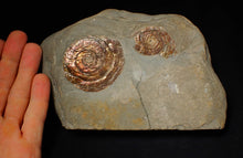Load image into Gallery viewer, Large iridescent multi-Psiloceras ammonite display fossil
