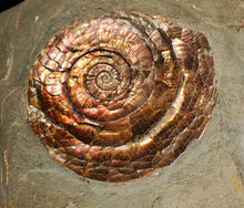 Load image into Gallery viewer, Large iridescent multi-Psiloceras ammonite display fossil
