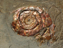 Load image into Gallery viewer, Large iridescent multi-Psiloceras ammonite display fossil
