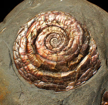 Load image into Gallery viewer, Large iridescent multi-Psiloceras ammonite display fossil
