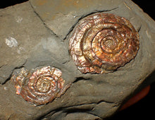 Load image into Gallery viewer, Large iridescent multi-Psiloceras ammonite display fossil
