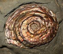 Load image into Gallery viewer, Large iridescent multi-Psiloceras ammonite display fossil
