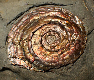 Large iridescent multi-Psiloceras ammonite display fossil