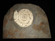 Load image into Gallery viewer, Large 108 mm pearlescent Caloceras display ammonite fossil
