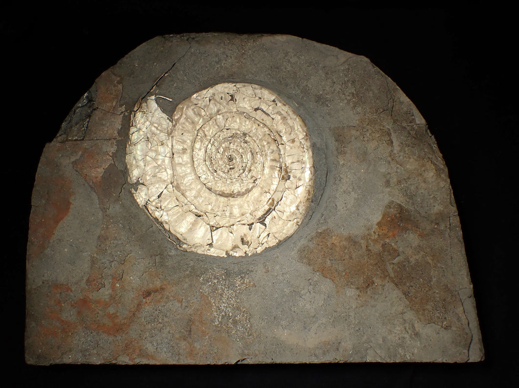Large 108 mm pearlescent Caloceras display ammonite fossil