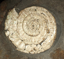 Load image into Gallery viewer, Large 108 mm pearlescent Caloceras display ammonite fossil
