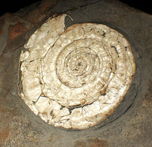Load image into Gallery viewer, Large 108 mm pearlescent Caloceras display ammonite fossil
