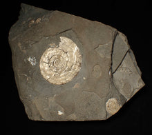 Load image into Gallery viewer, Perfect large pearlescent Psiloceras ammonite display piece
