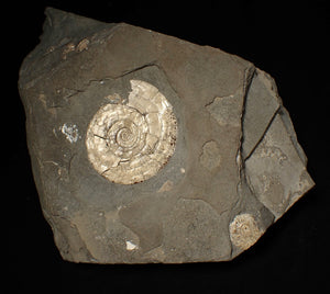 Perfect large pearlescent Psiloceras ammonite display piece