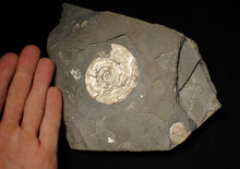 Load image into Gallery viewer, Perfect large pearlescent Psiloceras ammonite display piece
