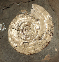 Load image into Gallery viewer, Perfect large pearlescent Psiloceras ammonite display piece
