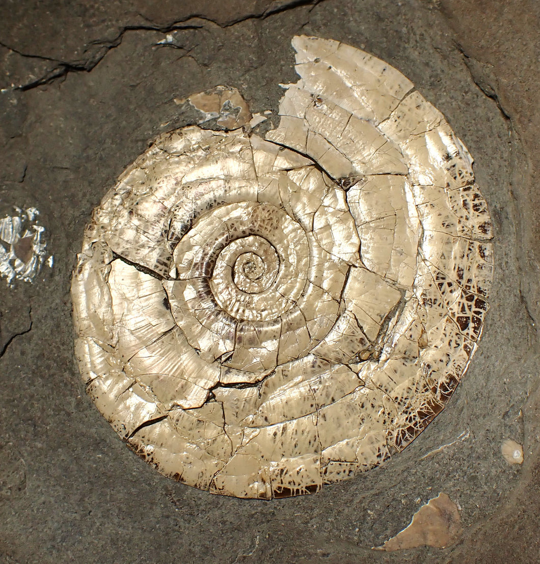 Perfect large pearlescent Psiloceras ammonite display piece