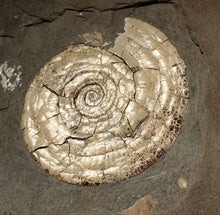 Load image into Gallery viewer, Perfect large pearlescent Psiloceras ammonite display piece
