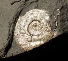 Load image into Gallery viewer, Perfect large pearlescent Psiloceras ammonite display piece
