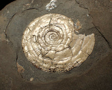 Load image into Gallery viewer, Perfect large pearlescent Psiloceras ammonite display piece
