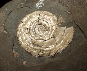 Perfect large pearlescent Psiloceras ammonite display piece
