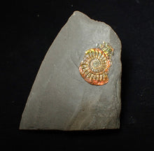 Load image into Gallery viewer, 23 mm juvenile rainbow iridescent Caloceras display ammonite fossil
