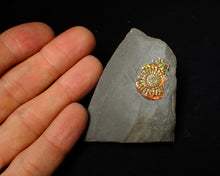 Load image into Gallery viewer, 23 mm juvenile rainbow iridescent Caloceras display ammonite fossil
