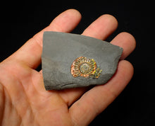 Load image into Gallery viewer, 23 mm juvenile rainbow iridescent Caloceras display ammonite fossil
