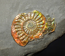 Load image into Gallery viewer, 23 mm juvenile rainbow iridescent Caloceras display ammonite fossil
