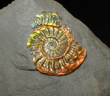 Load image into Gallery viewer, 23 mm juvenile rainbow iridescent Caloceras display ammonite fossil
