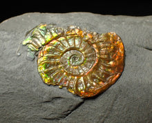 Load image into Gallery viewer, 23 mm juvenile rainbow iridescent Caloceras display ammonite fossil
