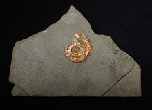 Load image into Gallery viewer, 23 mm juvenile Iridescent Psiloceras ammonite fossil
