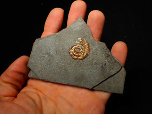 23 mm juvenile Iridescent Psiloceras ammonite fossil