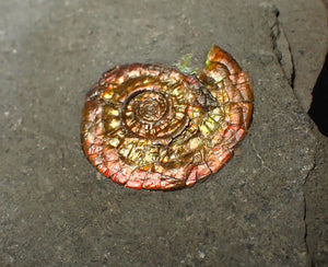 23 mm juvenile Iridescent Psiloceras ammonite fossil