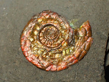 Load image into Gallery viewer, 23 mm juvenile Iridescent Psiloceras ammonite fossil
