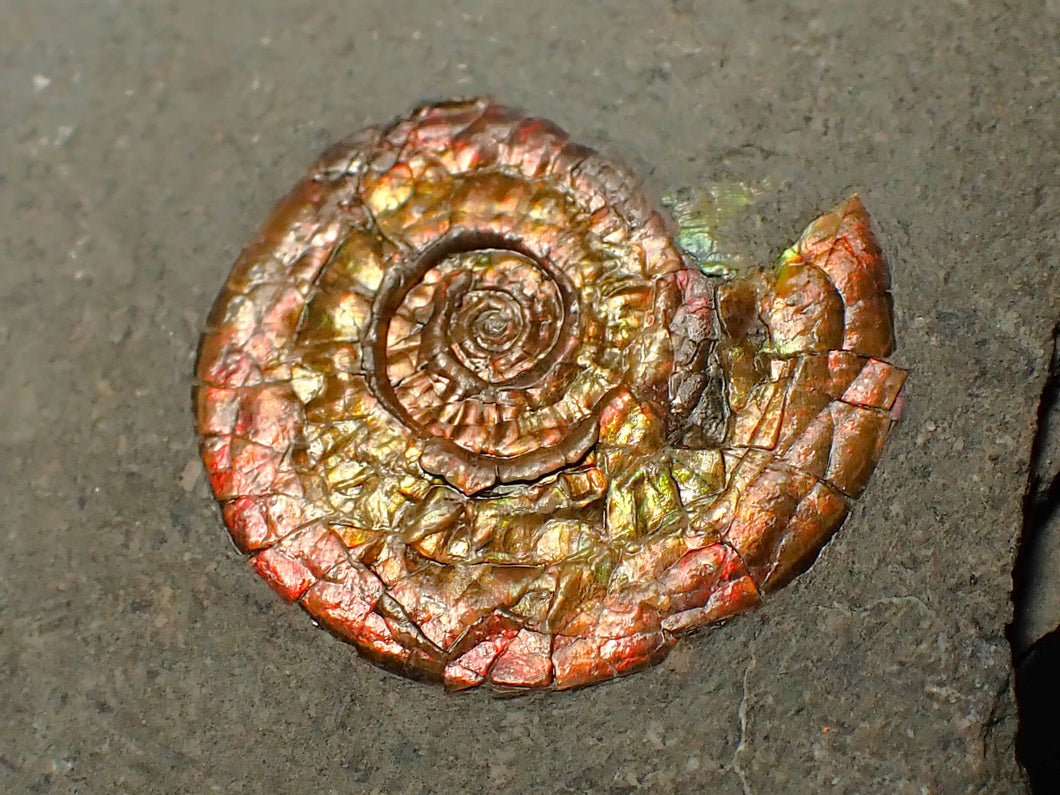 23 mm juvenile Iridescent Psiloceras ammonite fossil