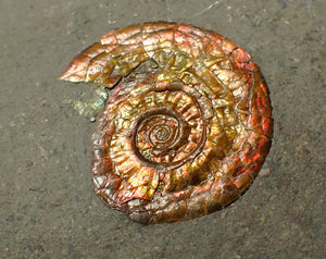 23 mm juvenile Iridescent Psiloceras ammonite fossil