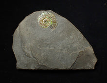 Load image into Gallery viewer, 20 mm juvenile green iridescent Caloceras display ammonite fossil
