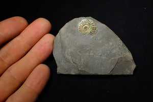 20 mm juvenile green iridescent Caloceras display ammonite fossil