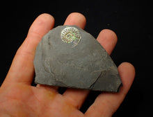 Load image into Gallery viewer, 20 mm juvenile green iridescent Caloceras display ammonite fossil
