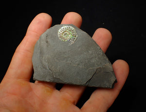 20 mm juvenile green iridescent Caloceras display ammonite fossil