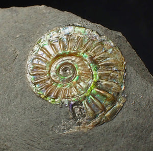 20 mm juvenile green iridescent Caloceras display ammonite fossil