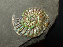 Load image into Gallery viewer, 20 mm juvenile green iridescent Caloceras display ammonite fossil
