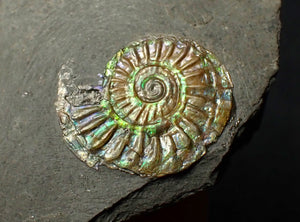 20 mm juvenile green iridescent Caloceras display ammonite fossil