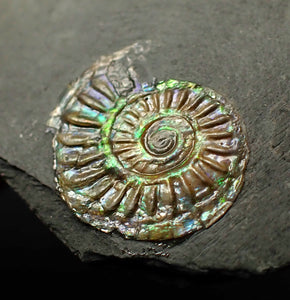 20 mm juvenile green iridescent Caloceras display ammonite fossil