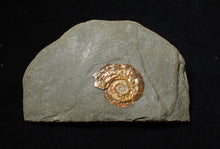 Load image into Gallery viewer, 20 mm juvenile Iridescent Psiloceras ammonite fossil display piece
