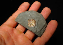 Load image into Gallery viewer, 20 mm juvenile Iridescent Psiloceras ammonite fossil display piece
