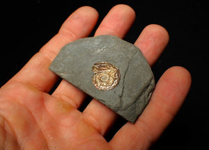 20 mm juvenile Iridescent Psiloceras ammonite fossil display piece