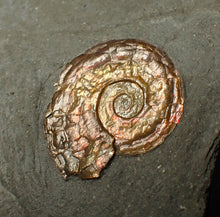 Load image into Gallery viewer, 20 mm juvenile Iridescent Psiloceras ammonite fossil display piece
